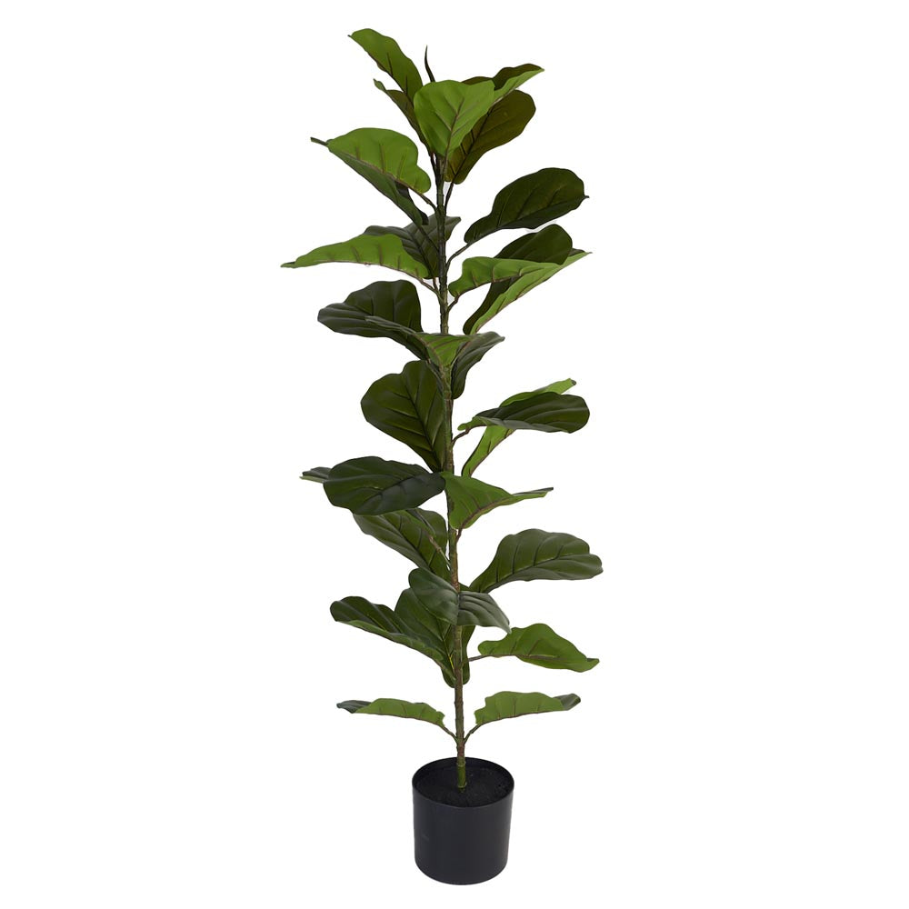 Fiddle Leaf Fig 120cm