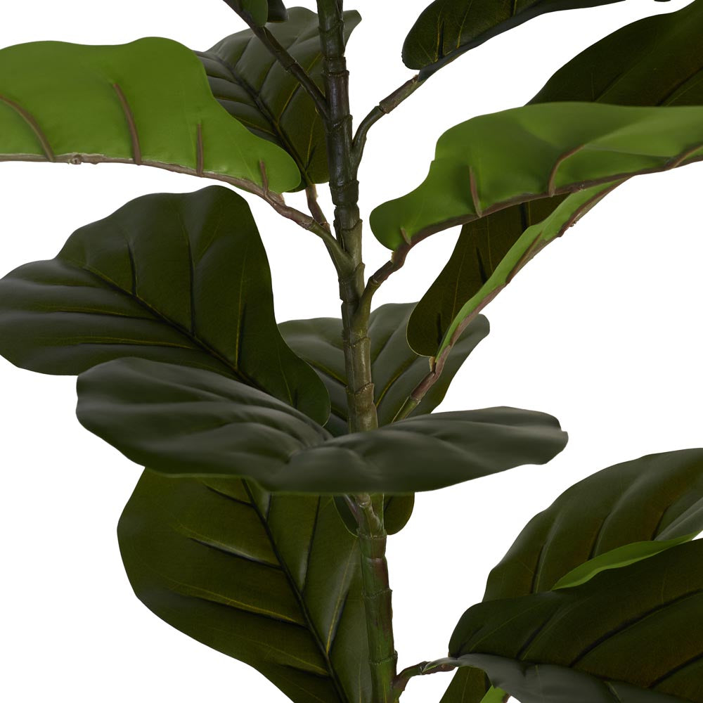 Fiddle Leaf Fig 120cm