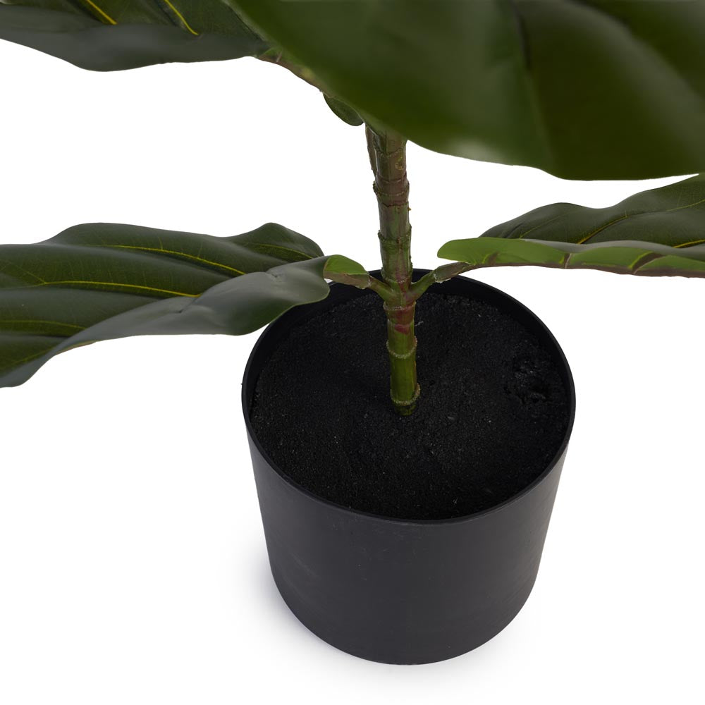 Fiddle Leaf Fig 120cm