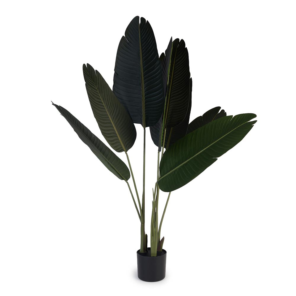 Strelizia / Bird of Paradise 120cm