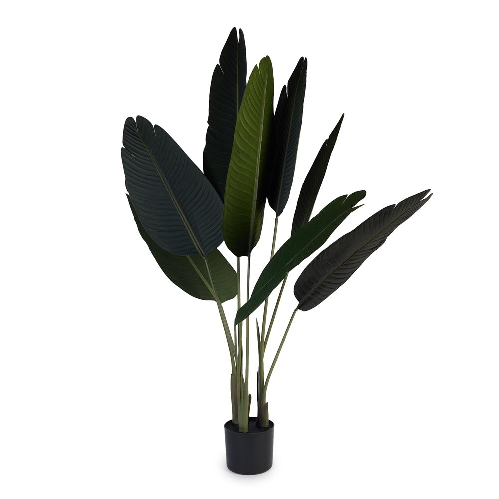 Strelizia / Bird of Paradise 120cm