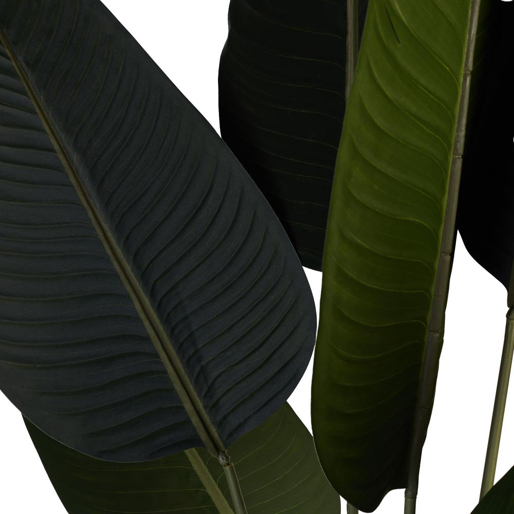 Strelizia / Bird of Paradise 120cm