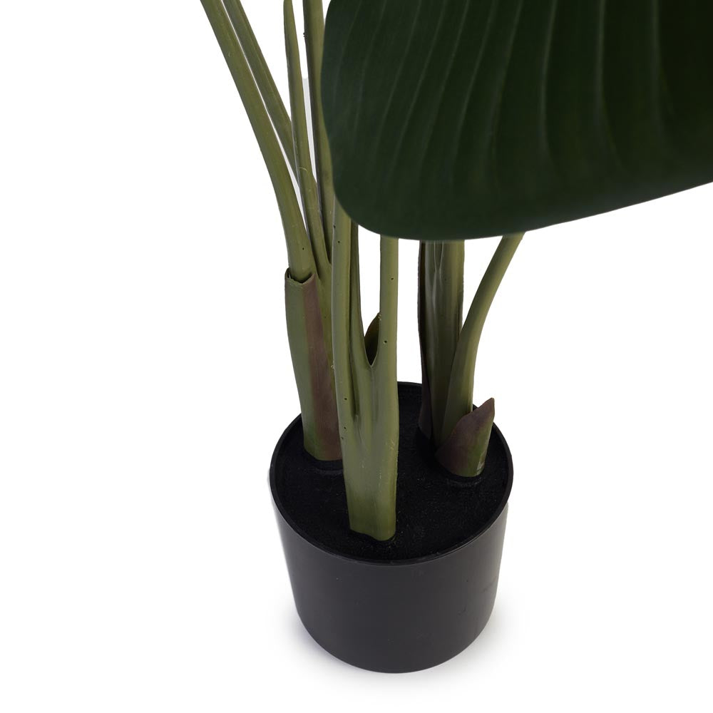 Strelizia / Bird of Paradise 120cm