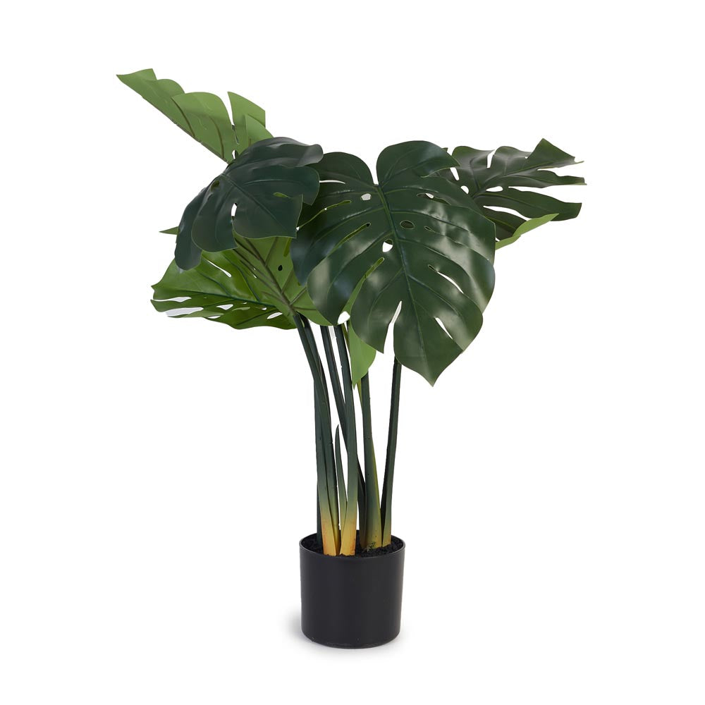 Monstera / Delicious Monster 80cm