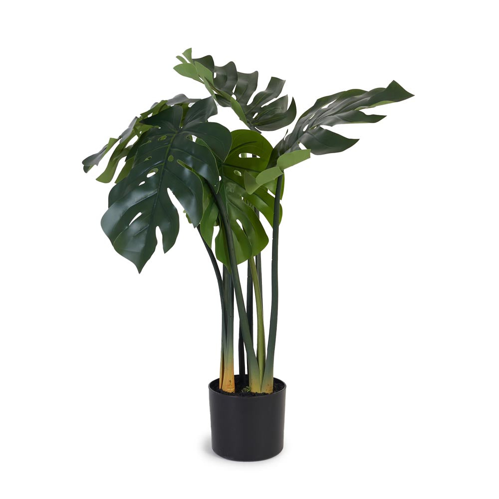 Monstera / Delicious Monster 80cm