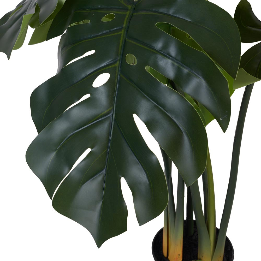 Monstera / Delicious Monster 80cm