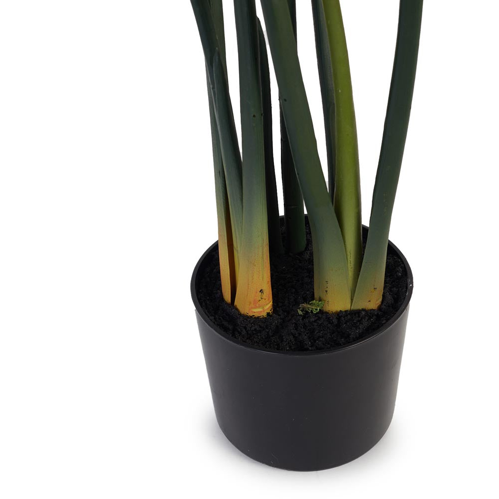 Monstera / Delicious Monster 80cm