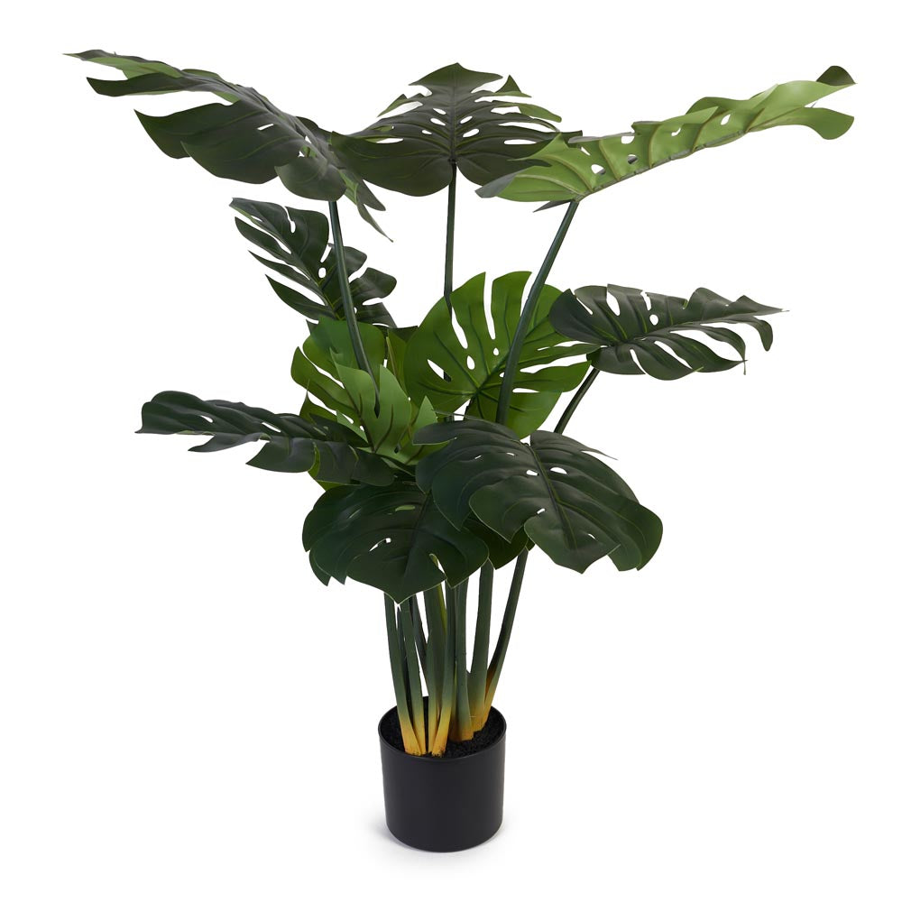 Monstera / Delicious Monster 120cm