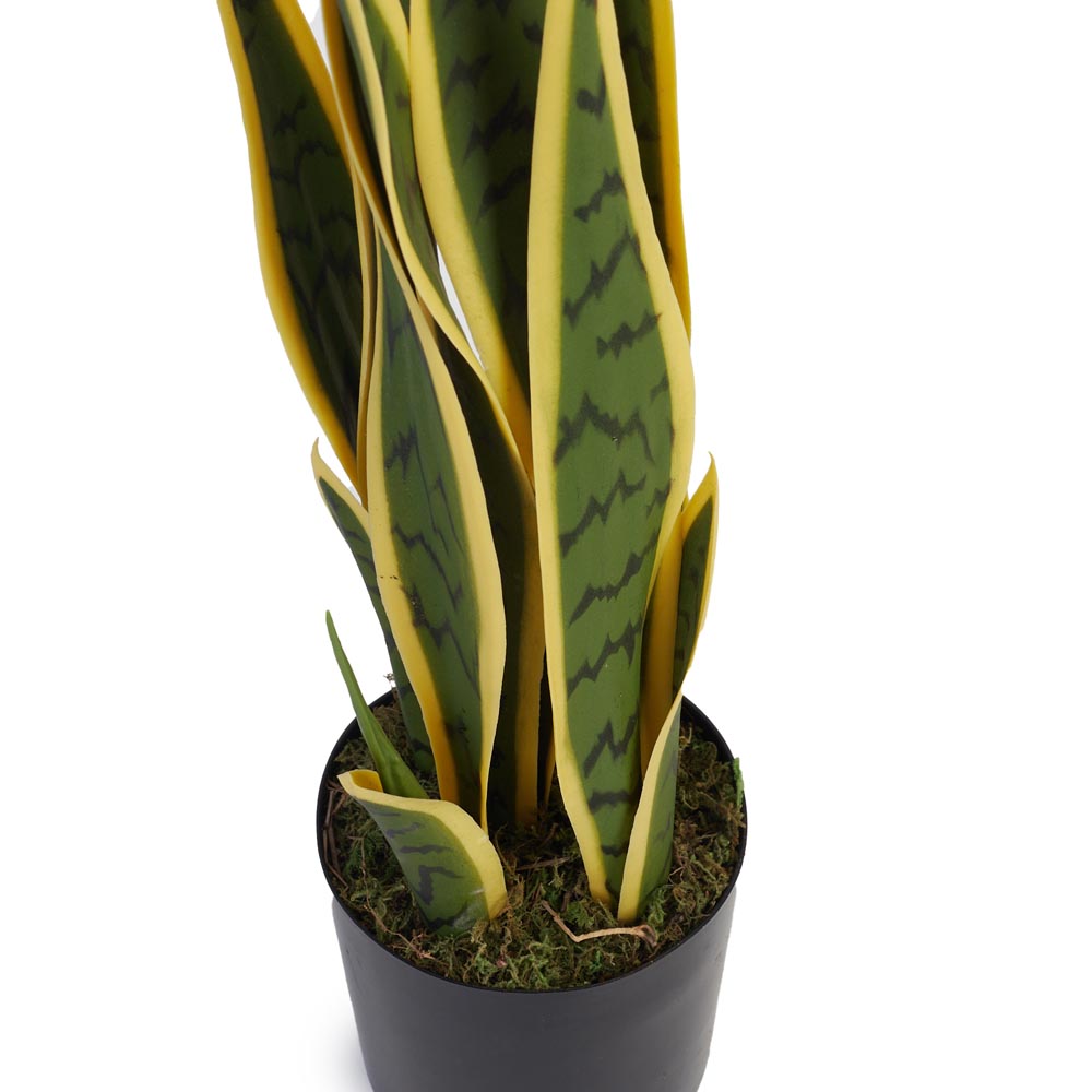 Snake Plant / Mother In Law's Tongue 45cm