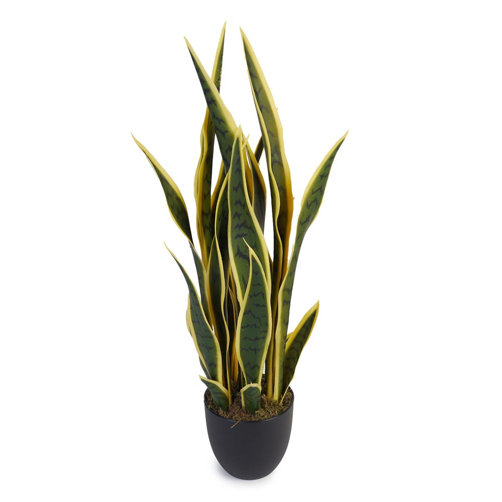 Snake Plant / Mother In Law's Tongue 67cm