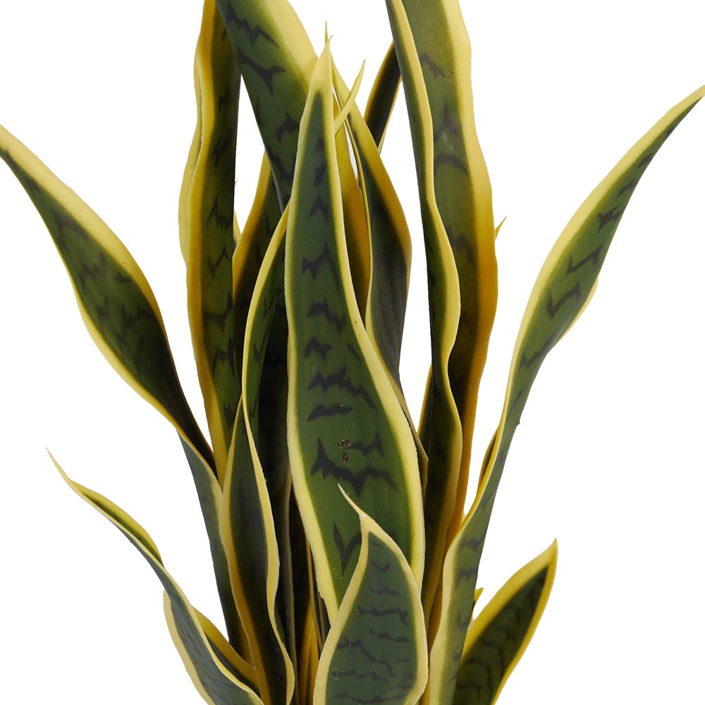 Snake Plant / Mother In Law's Tongue 67cm