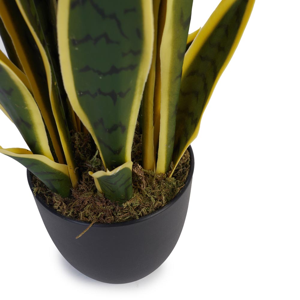 Snake Plant / Mother In Law's Tongue 67cm