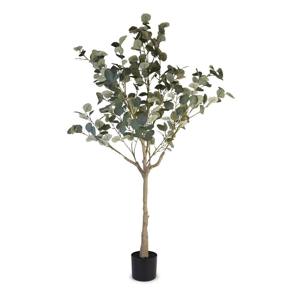 Eucalyptus Tree 140cm