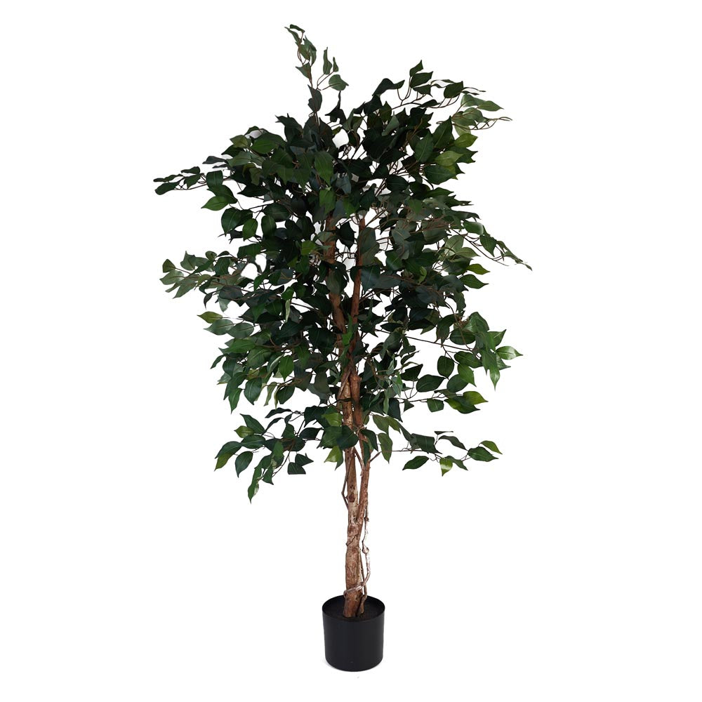 Ficus Tree 160cm – Price and Sons