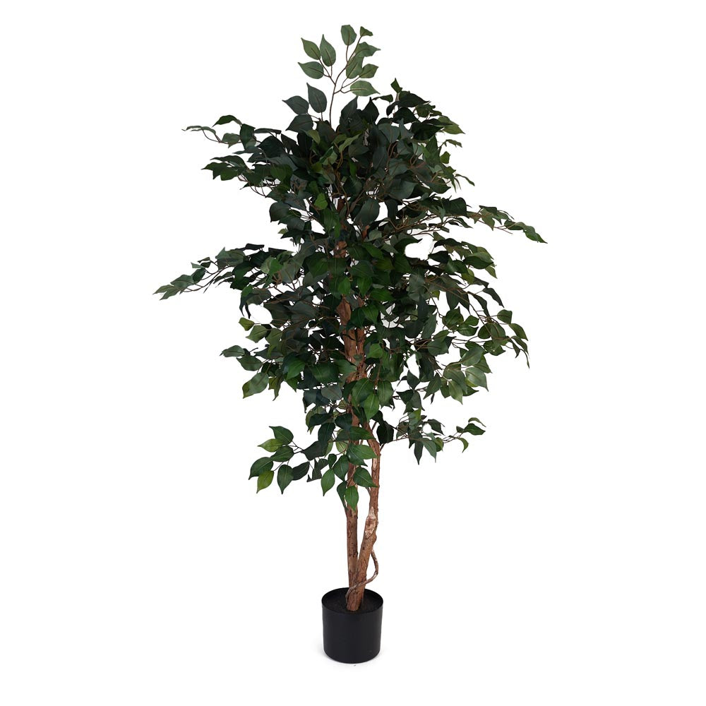 Ficus Tree 160cm