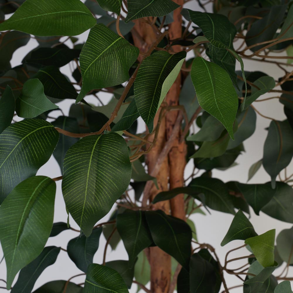 Ficus Tree 160cm