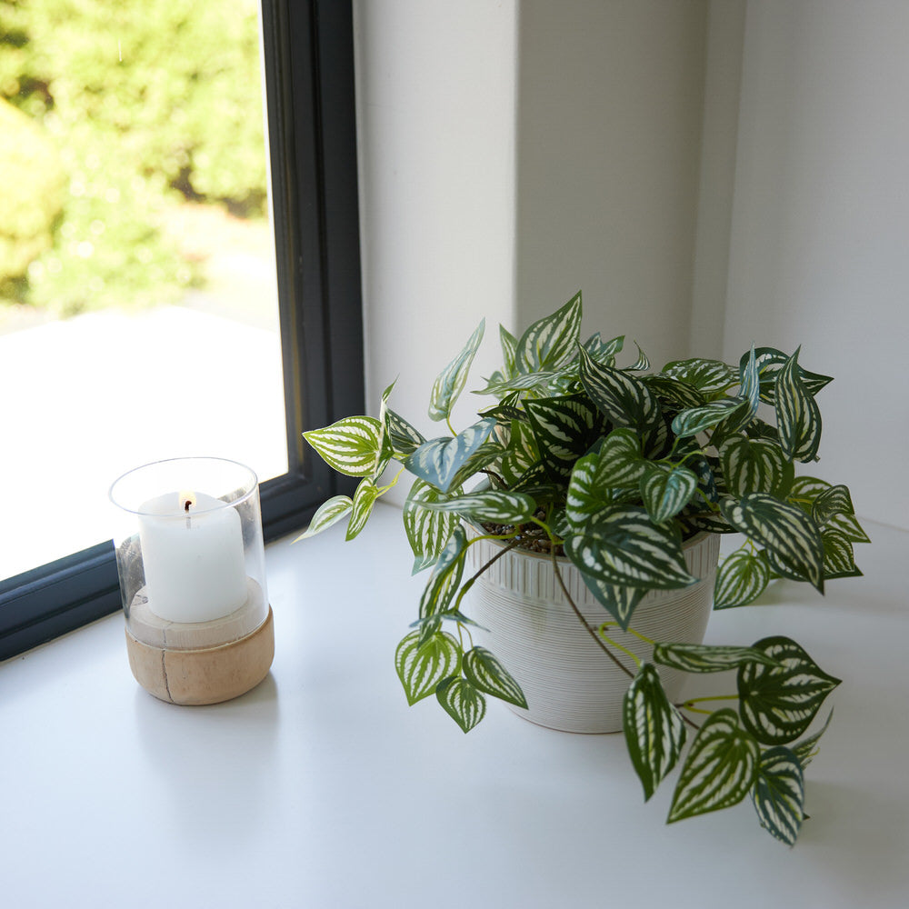 Trailing Ivy in Ceramic Pot Ø36x27cm