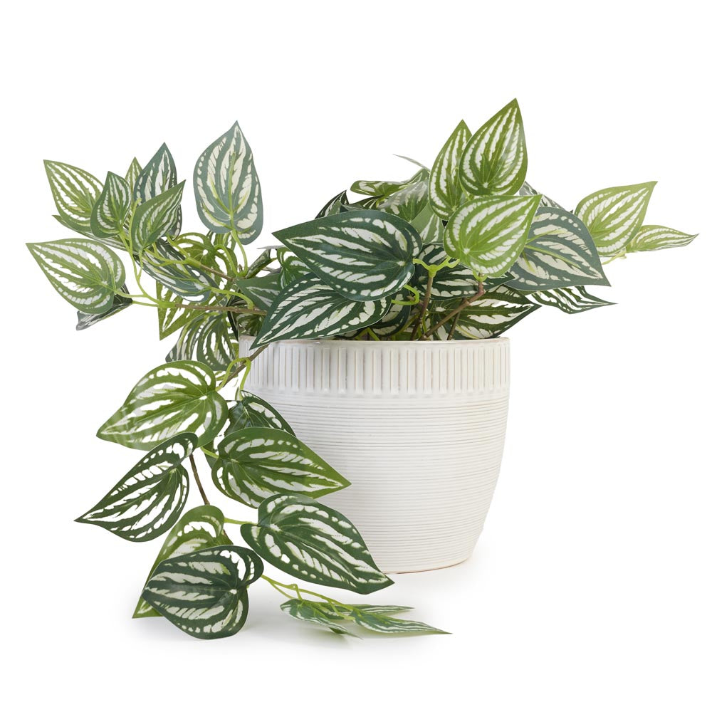 Trailing Ivy in Ceramic Pot Ø36x27cm