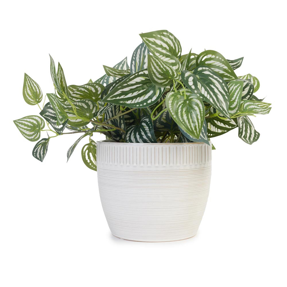 Trailing Ivy in Ceramic Pot Ø36x27cm