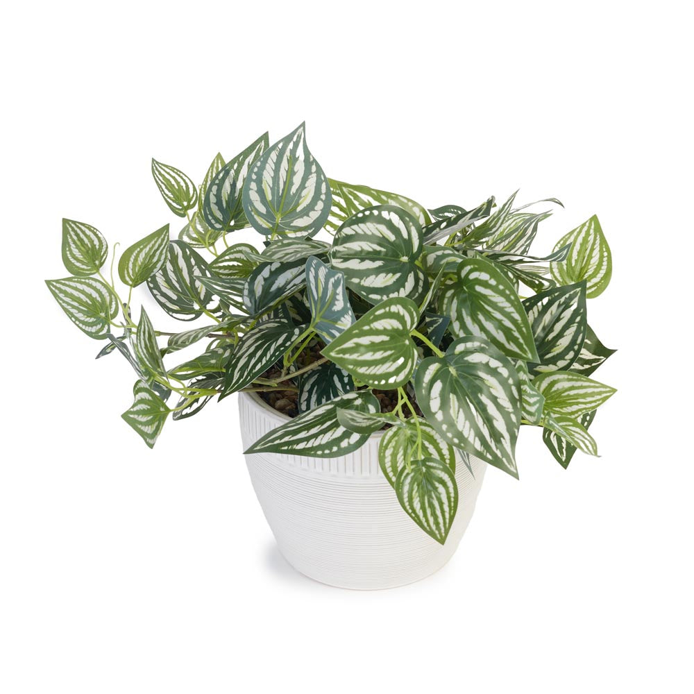 Trailing Ivy in Ceramic Pot Ø36x27cm