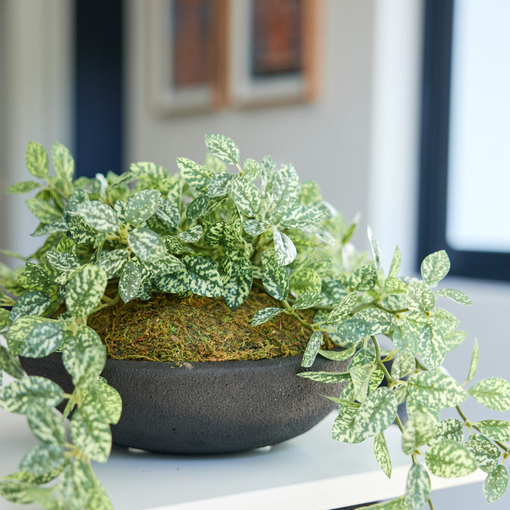 Trailing Spider Plant in Cement Pot Ø38x23cm