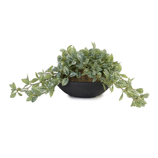 Trailing Spider Plant in Cement Pot Ø38x23cm