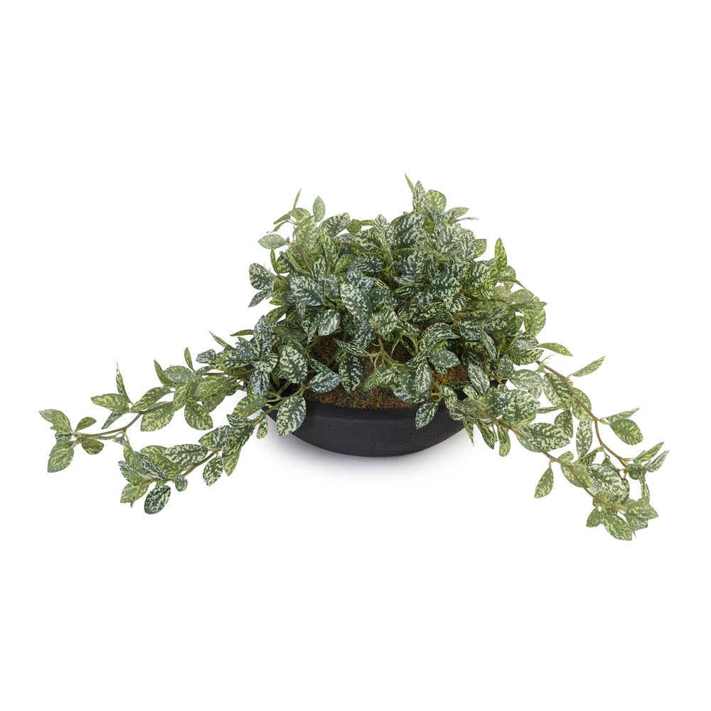 Trailing Spider Plant in Cement Pot Ø38x23cm