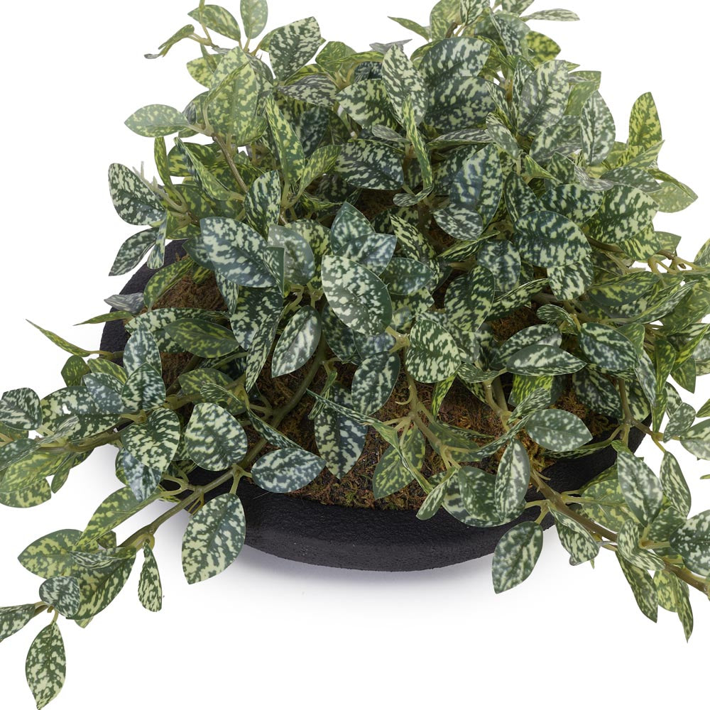 Trailing Spider Plant in Cement Pot Ø38x23cm