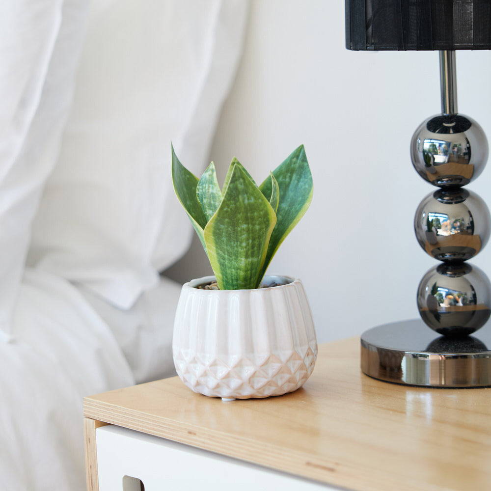 Snake Plant in Geometric Pot Ø13x17cm