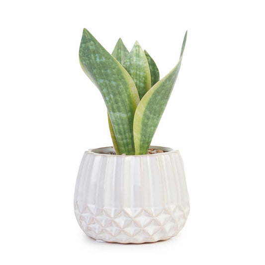 Snake Plant in Geometric Pot Ø13x17cm