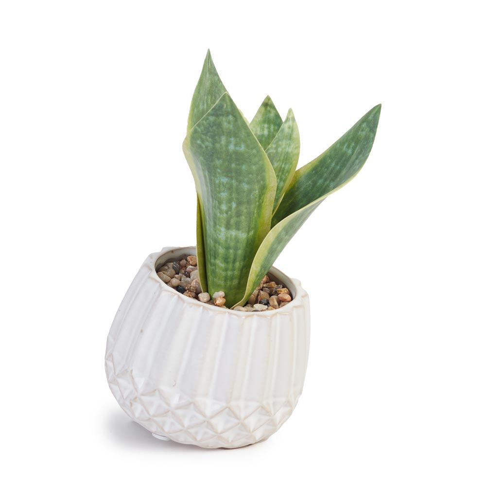 Snake Plant in Geometric Pot Ø13x17cm