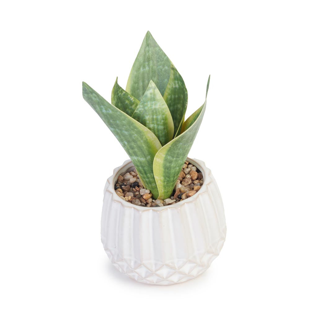 Snake Plant in Geometric Pot Ø13x17cm
