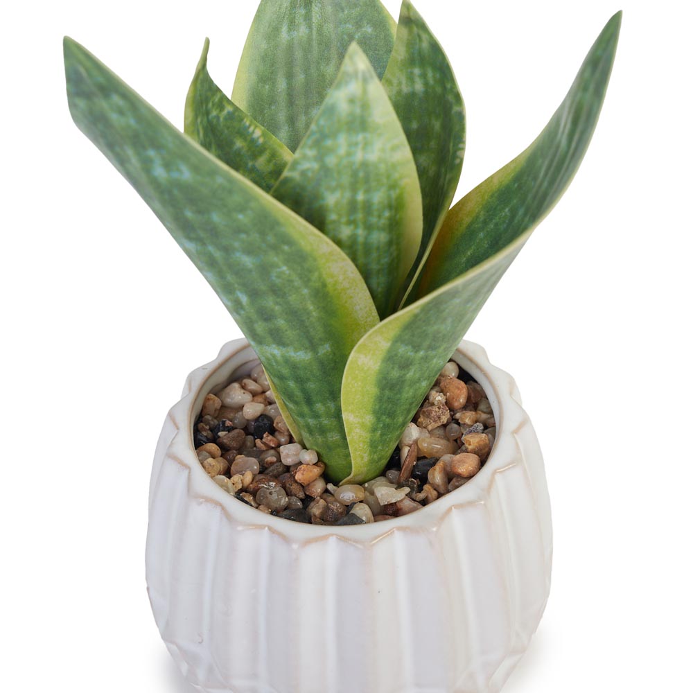Snake Plant in Geometric Pot Ø13x17cm