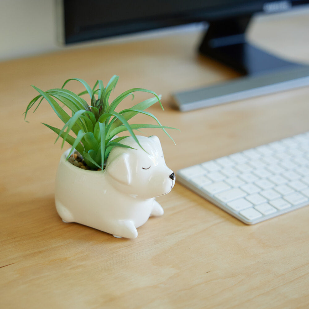 Succulent in Ceramic Dog Planter 13x10x11cm