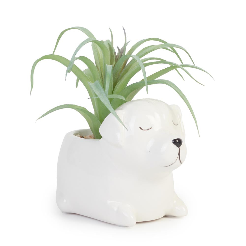 Succulent in Ceramic Dog Planter 13x10x11cm