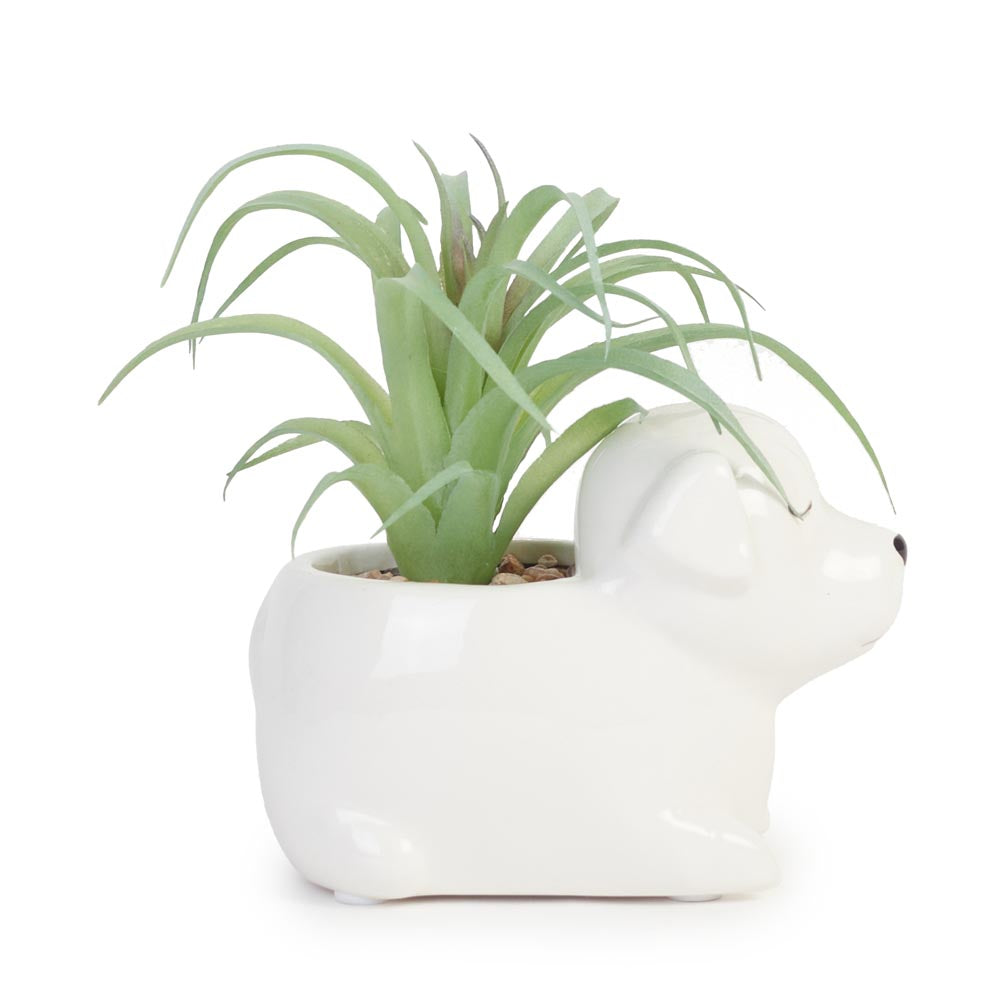 Succulent in Ceramic Dog Planter 13x10x11cm
