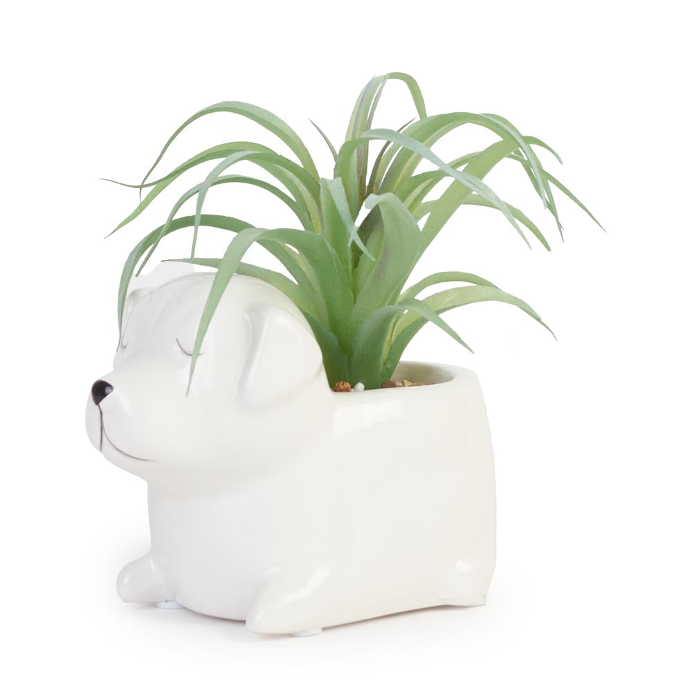 Succulent in Ceramic Dog Planter 13x10x11cm