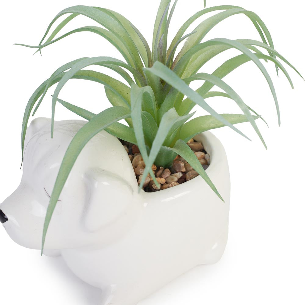 Succulent in Ceramic Dog Planter 13x10x11cm