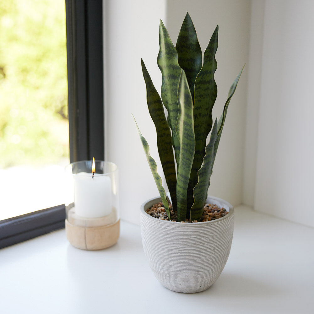 Snake Plant in Cement Pot Ø16x43cm