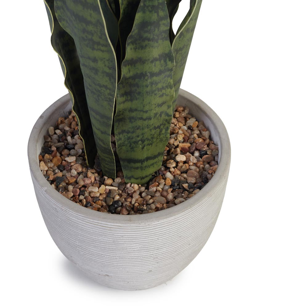 Snake Plant in Cement Pot Ø16x43cm