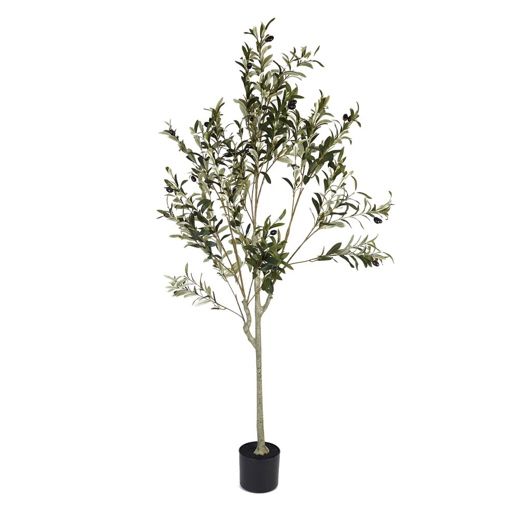Olive Tree 150cm