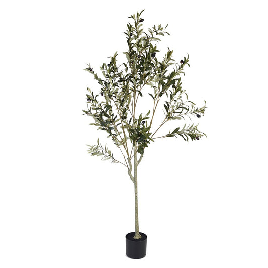 Olive Tree 150cm